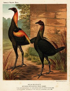 Oiseaux de gibier rouge à poitrine brune - J. W. (after) Ludlow