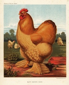 Coq cochin fauve