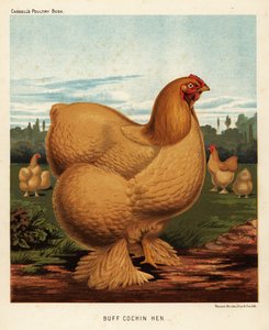 Poule cochin fauve - J. W. (after) Ludlow