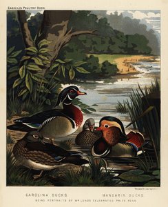 Canards de Caroline, Aix sponsa, et canards mandarins, Aix galericulata