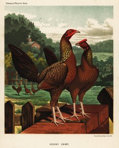 Oiseaux de jeu hennie