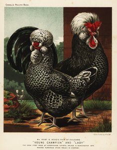Coq et poule Houdan ou Poule de Houdan