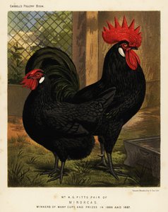 Poules Minorca, coq et poule, Gallus gallus domesticus