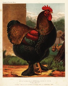 Coq Cochin perdrix