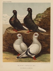 Pigeons : Capucins noirs ; Damascènes - J. W. (after) Ludlow