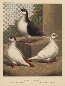 Pigeons : Lahore noir ; Casque rouge ; Tache jaune - J. W. (after) Ludlow