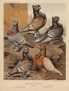 Pigeons: Blondinettes, Bleu, Dentelé, Noir moucheté, Pointe de flèche, Brun pointé - J. W. (after) Ludlow