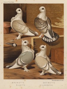 Pigeons: Brunette; Satinette; Bluette; Silverette - J. W. (after) Ludlow