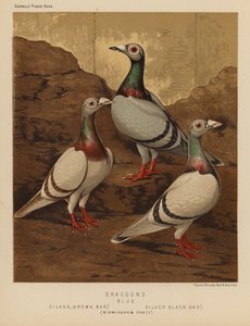 Pigeons : Dragoons, Bleu, Argent, Bar brun, Argent, Bar noir, Fantaisie de Birmingham - J. W. (after) Ludlow