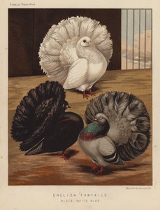 Pigeons : Fantails anglais, Noir, Blanc, Bleu - J. W. (after) Ludlow