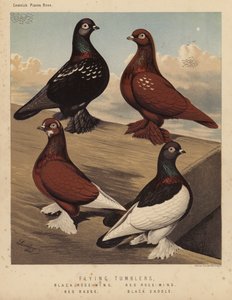 Pigeons : Tumblers volants, Aile de rose noire, Aile de rose rouge, Badge rouge, Selle noire - J. W. (after) Ludlow