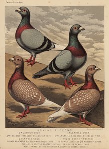 Pigeons : Pigeons voyageurs - J. W. (after) Ludlow