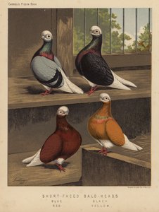 Pigeons: Têtes chauves à face courte, Bleu, Noir, Rouge, Jaune - J. W. (after) Ludlow