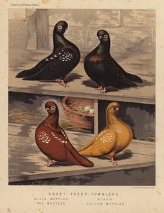 Pigeons: Tumblers à face courte, Noir moucheté, Noir, Rouge moucheté, Jaune moucheté - J. W. (after) Ludlow