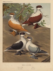 Pigeons : Hirondelles, jaune, rouge, noir, bleu