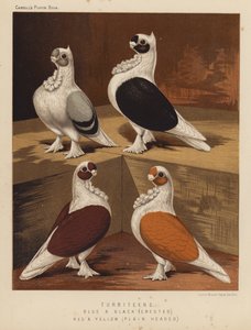 Pigeons : Turbiteens, bleus et noirs, crêtés, rouges et jaunes, têtes lisses - J. W. (after) Ludlow