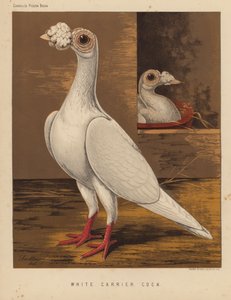 Pigeons : Coq porteur blanc - J. W. (after) Ludlow