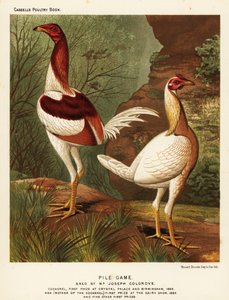 Jeu de pile, coq et poule
