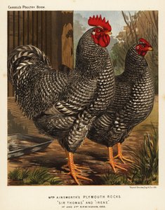 Poulets Plymouth Rock