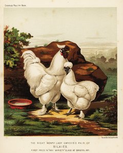 Coq et poule soyeux