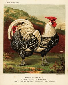 Coq et poule Hambourg argentés
