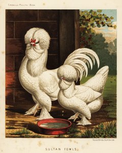Poules Sultan, Gallus gallus domesticus