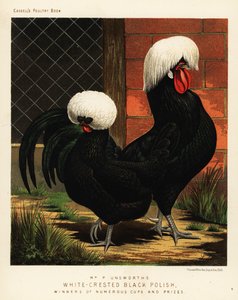 Poules polonaises noires à crête blanche