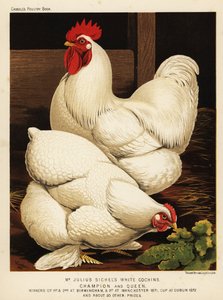 Coq et poule Cochin blancs