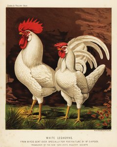 Leghorns blancs ou Livorno coq et poule