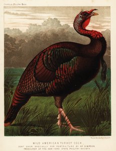 Dindon sauvage américain, Meleagris gallopavo