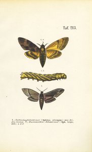 Les papillons de nuit de la famille des Sphingidae - J. W. Tenhaeff