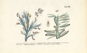 Larves de tenthrèdes du pin et leur développement - J. W. Tenhaeff
