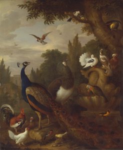 Paon, paonne, perroquets, canari et autres oiseaux dans un parc