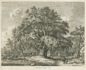 Blithfield - Orme champêtre