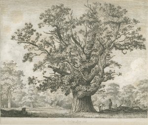 Needwood - Chêne de Swilcar - Jacob George Strutt