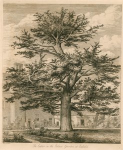 Le cèdre dans le jardin du palais à Enfield, Middlesex - Jacob George Strutt