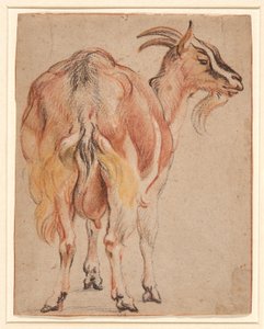 Chèvre, vers 1657 - Jacob Jordaens