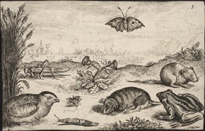 Petits animaux et insectes : sauterelle, papillon, campagnol, perdrix, abeille, escargot, taupe et grenouille - Jacob Matham