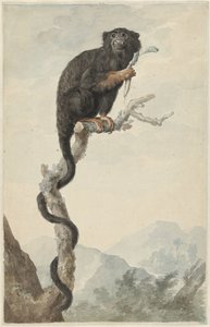 Un Tamarin à mains rouges - Jacob Perkois