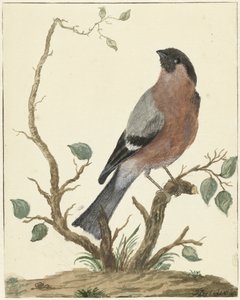 Bouvreuil - Jacob Perkois