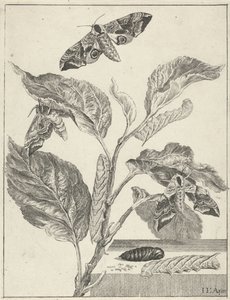 Feuilles avec chenilles et papillons - Jacob l