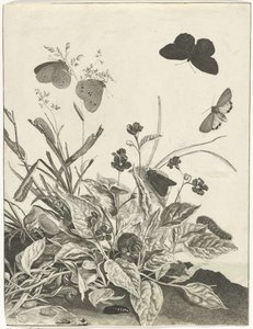 Plantes avec papillons et chenilles - Jacob l