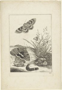 Papillons, chenille et cocon - Jacob l