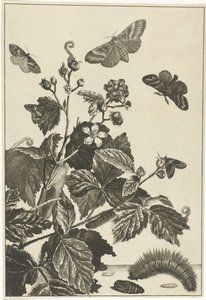 Églantier avec chenilles et papillons