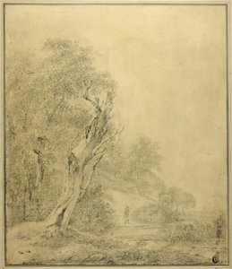 Arbre mort au bord de l