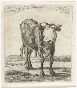 Taureau aveuglé - Jacobus Cornelis Gaal
