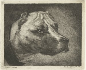 Tête de chien avec collier - Jacobus Cornelis Gaal