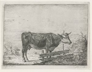 Vache debout près d