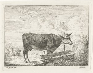 Vache, debout près d