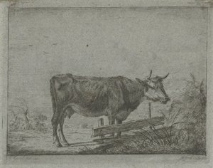 Vache debout près d